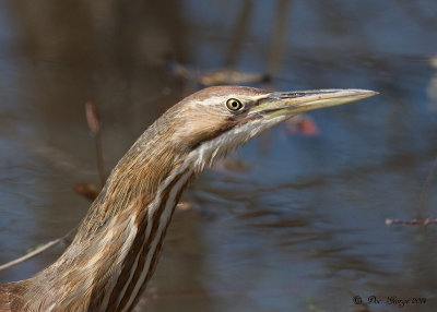 American Bittern --  Wilbur West Road