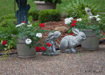 Patio Rabbits