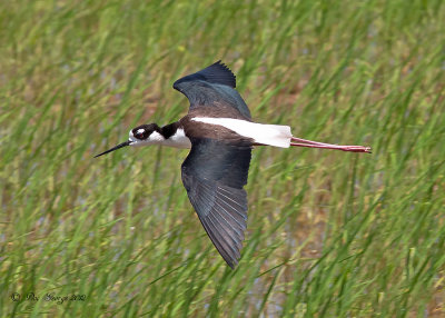 Black-necked Stilt