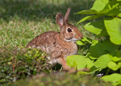 Cotton-tail Rabbit --  Backyard