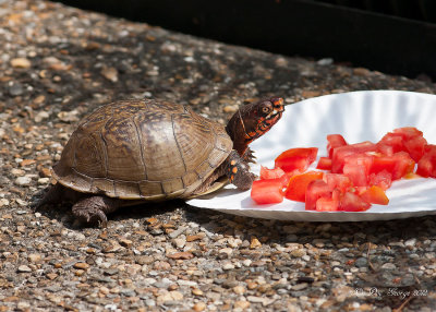 Box Turtle --  Patio