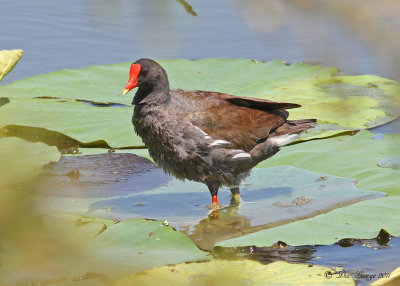 Common Moorhen  --  Arkansas Post