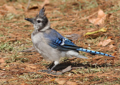 Blue Jay --  Backyard
