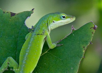 Green Anole  --  Wilbur West Road