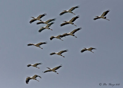 Wood Storks --  Arkansas City