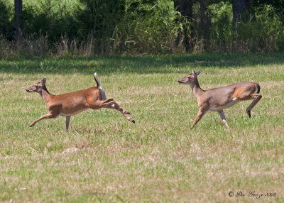 White-tailed Deer  --  Two Rivers Park  -- Little Rock