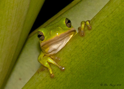 Green Tree Frog  --  Patio