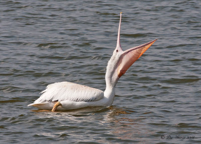 American White Pelican  --  LAke Saracen