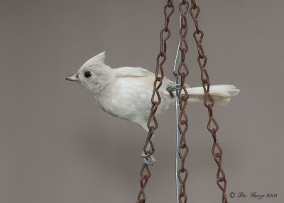 Leucistic Titmouse