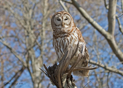Barred Owl 