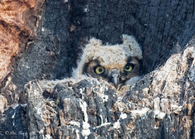 Great Horned Owl Owlet