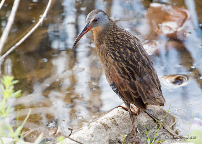 Virginia Rail