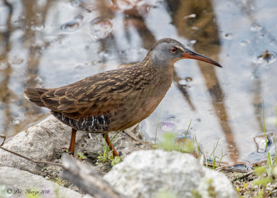 Virginia Rail