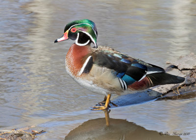 Wood Duck