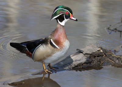 Wood Duck