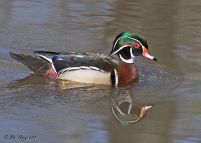 Wood Duck