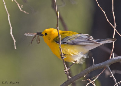 Prothonotary Warbler with lunch
