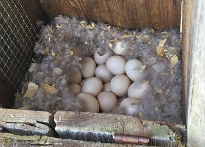 Wood Duck Eggs
