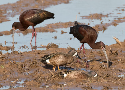 White-faced Ibis and Blue-winged Teal