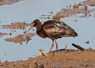 White-faced Ibis