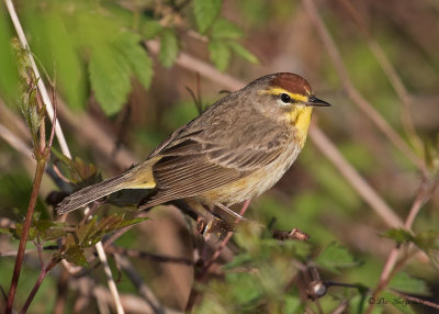 Palm Warbler