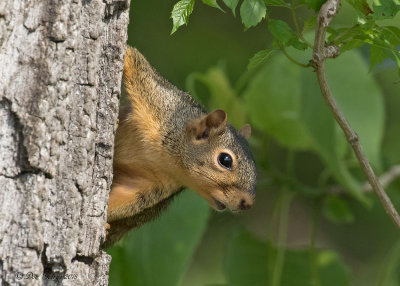 Fox Squirrel