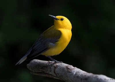 Prothonotary Warbler