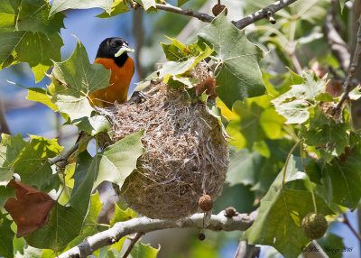 Baltimore Oriole -- with worm for babies