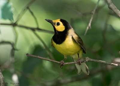 Hooded Warbler