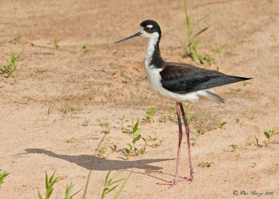 Black-necked Stilt - me and my shadow