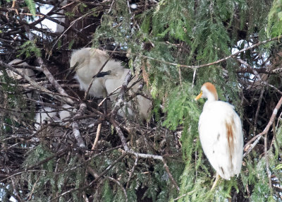 Cattle Egret Rookery --  Baby Cattle Egrets