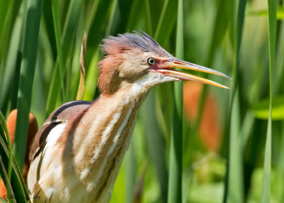 Least Bittern