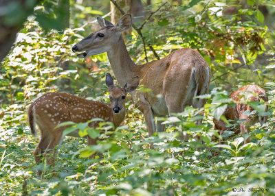 White Tail with fawns