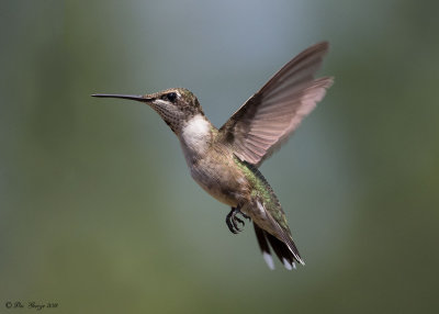 Ruby-throated Hummingbird