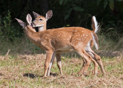 White-tail Fawns