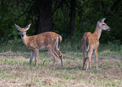 White-tail Fawns
