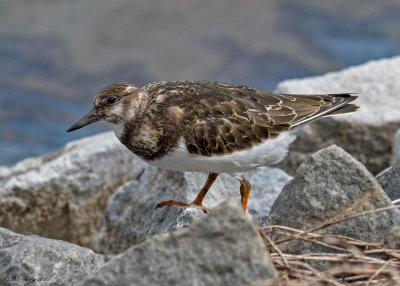 Ruddy Turnstone