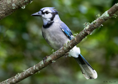 Blue Jay