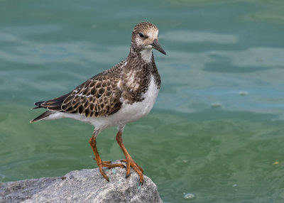 Ruddy Turnstone