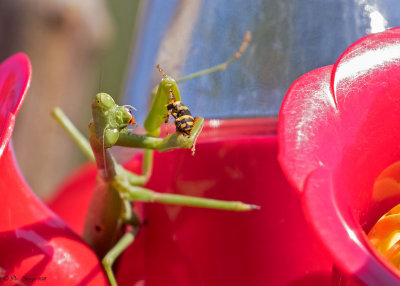 Praying Mantis snacking on Yellowjacket
