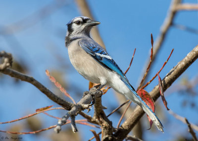 Blue Jay