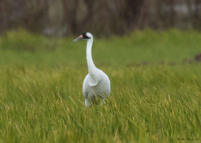 Whooping Crane -- L4-17  Female