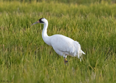 Whooping Crane -- L4-17  Female