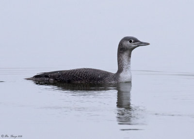 Common  Loon on a foggy morning