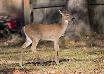 Young White Tailed Deer eating acorns