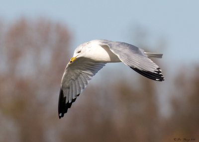 Ring-billed Gull