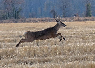 White-tailed Deer