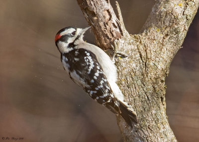 Downy Woodpecker