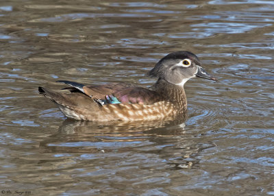 Female Wood Duck