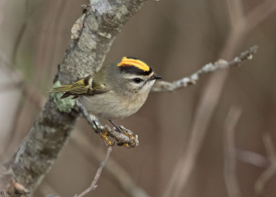 Golden-crowned Kinglet